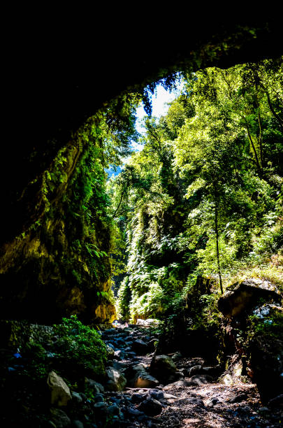 istock A dark cave with a tree growing out of it 2148960251