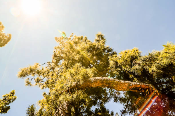 A tree with a large trunk and many branches is in the sun. The sun is shining brightly on the tree, making it look very tall and majestic. The tree is surrounded by a clear blue sky