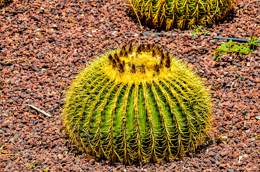 A cactus is sitting on a rocky surface. The cactus is green and has a brown center