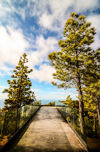 A walkway with trees on either side and a clear glass railing. The walkway is surrounded by trees and the sky is blue