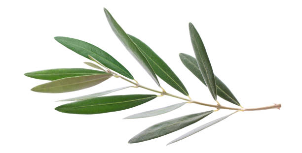 istock Fresh olive branch leaves isolated on white background 2148960517