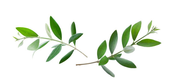 istock Fresh olive branch leaves isolated on white background 2148960522