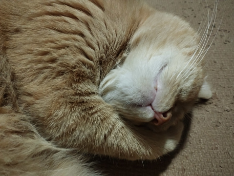 ginger tabby cat sleeping soundly