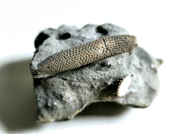 Fossil trilobite, Elrathia kingii. One of the most common trilobites in the United States. About 3/4 inch or 2 cm long.