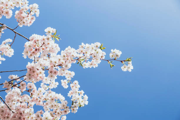 Blooming sakura branches against the blue sky, blooming cherry tree with pink flowers. Pink sakura flowers, dreamy romantic spring background.