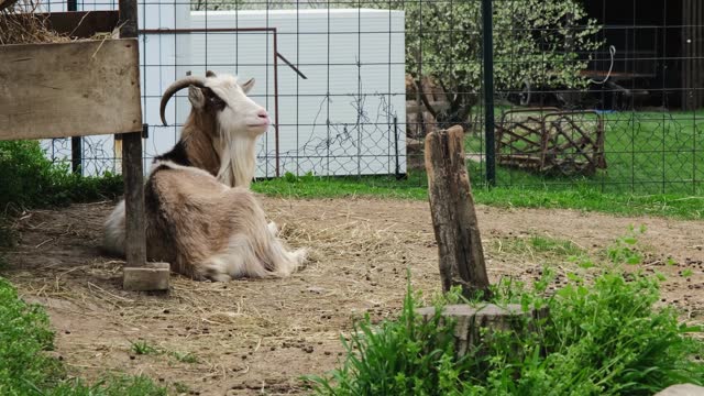 A beautiful light brown domestic goat lies in the zoo enclosure and tries to scratch its back using its horns. A farm animal is resting in a contact zoo with no people.