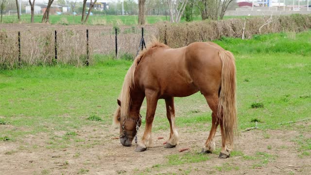 A beautiful brown horse is tied with a rope by the leg, stands outside the paddock and grazes. A horse grazes the green grass on a farm in the village.