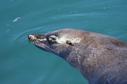 Head of cape fur seal (African fur seal, brown fur seal) Arctocephalus pusillus. Wet head, swimming in harbour. Water background. Hout Bay, Western Cape, South Africa.