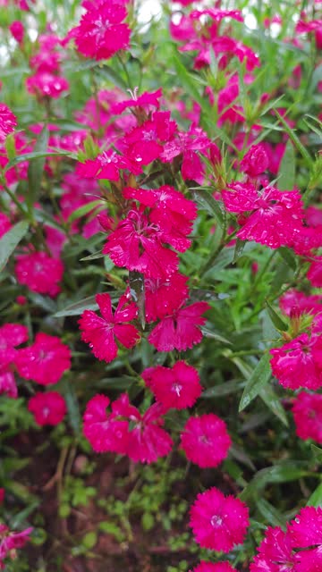 Dianthus chinensis L. bloom in spring