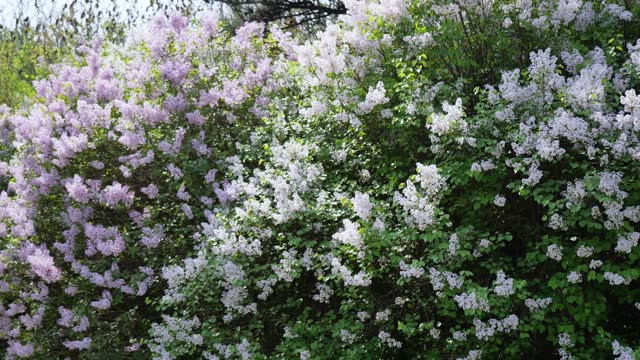Beautiful lilacs