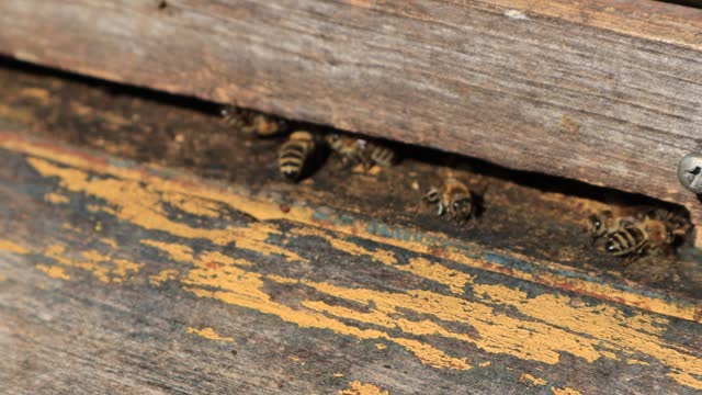 bees laying honey in an old wooden beehive