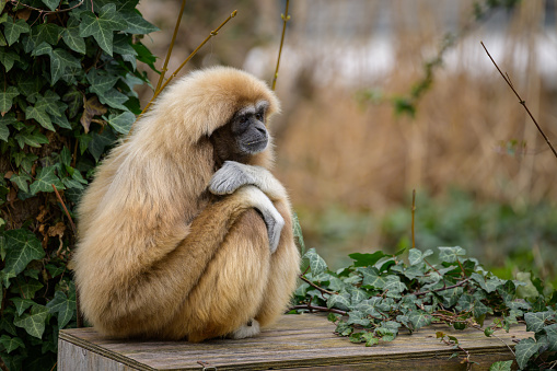 A Lar Gibbon sitting on a wooden chest, cloudy day in winter, zoo in Austria