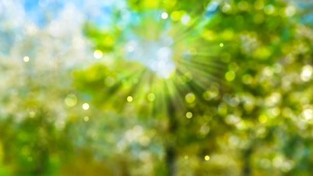 istock blurred park in spring with defocused sun lights and flowering trees, bright nature scene background concept with space for text or product presentation 2148965011