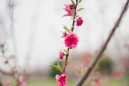 A branch of pink peach blossoms against a blurred background.