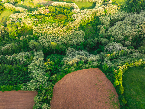 A mountain hillside covered with acacia forest in bloom. Kosmaj mountain. Areal view. Drone photo.
