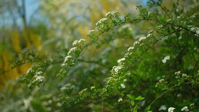 Flowering branches of spirea. White flowers on green bush blossoming in garden. Petals and leaves of bridalwreath meadowsweet, natural floral background