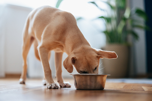 Close up shot of a cute yellow puppy eating its food from a metal bowl at home.