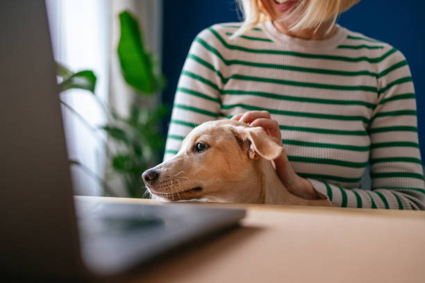 istock Anonymous Woman Working From Home While Being Distracted by Her Puppy 2148966275
