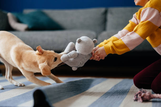 istock Anonymous Girl Playing With Puppy at Home 2148966303