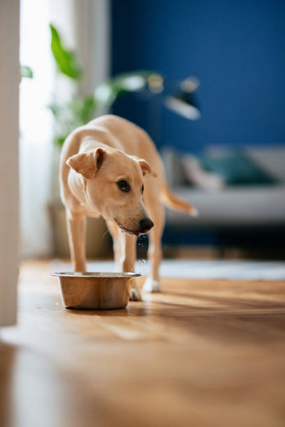 istock Cute Yellow Dog Drinking Water From a Bowl at Home 2148966320