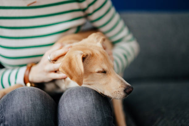 istock Anonymous Woman Petting a Sleeping Dog at Home 2148966324