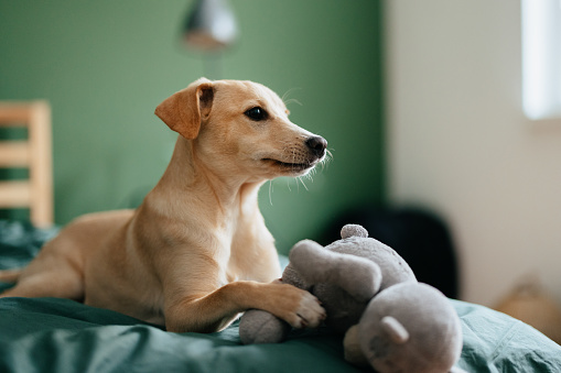 Close up shot of an adorable puppy lying on the bed and playing with a plush toy. It is looking away.