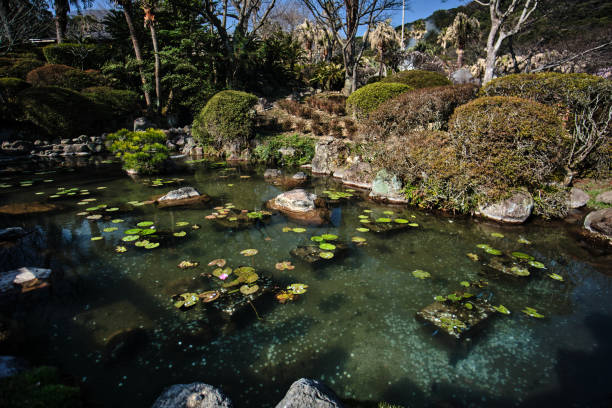 istock small pound with small lotus in somewhere with many plants surround 2148966588