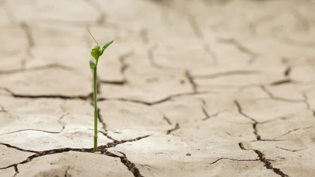 Time-lapse of a plant seedling growing in a crack in a dry mud-caked parched landscape.