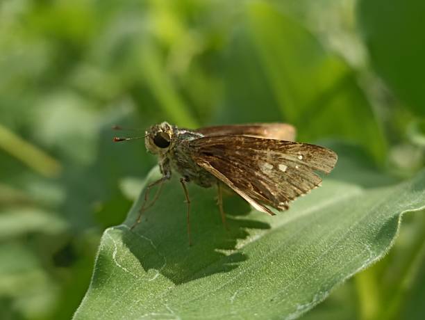 istock Close-up of a Hensel butterfly resting on a leaf 2148966705