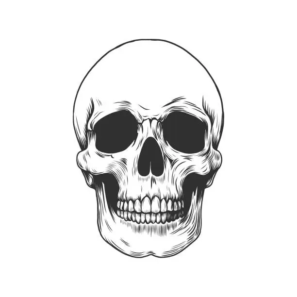 Vector illustration of Black and white human skull. Monochrome vector illustration in engraving vintage style