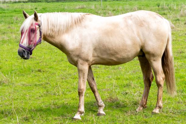 istock horses grazing in a meadow 2148968442
