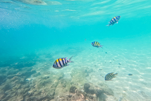 Yellow fish swimming in the Andaman sea on the Hong island in Thailand.
