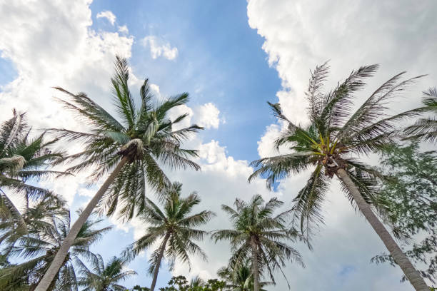 Palm trees on the Ko Phangan beach in Thailand.
