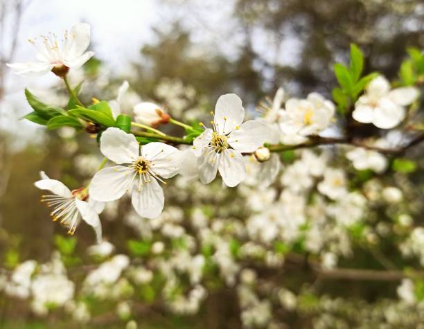 istock Spring blossoming cherry branches against the sky. Beauty in nature, awakening 2148968558