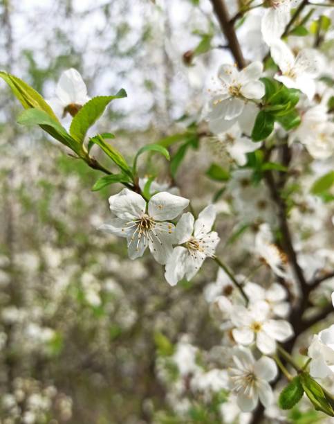 istock Spring blossoming cherry branches against the sky. Beauty in nature, awakening 2148968560