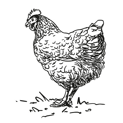 hen - farm animal, black and white hand drawn black and white vector illustration, isolated on white background