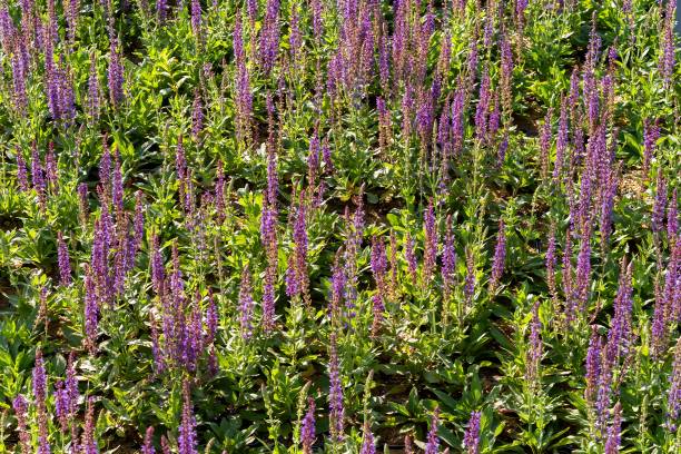 istock large quantities of plants from one nursery 2148968563