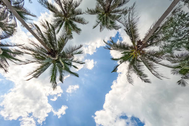Palm trees on the Ko Phangan beach in Thailand.