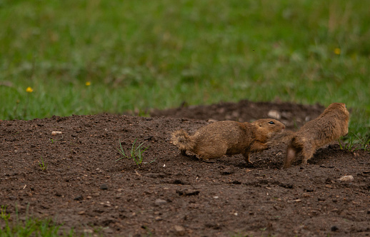 Ground Squirrel in action