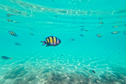 Yellow fish swimming in the Andaman sea on the Hong island in Thailand.
