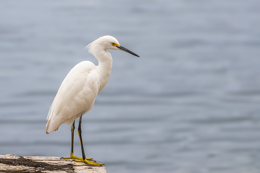A Snowy egret in the middle of Guatemala.