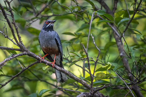 A Red-Legged Trush on in the forest in the magnificent natural reserve of Matanzas in Cuba.