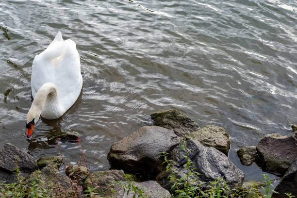 swan on a rocky shore