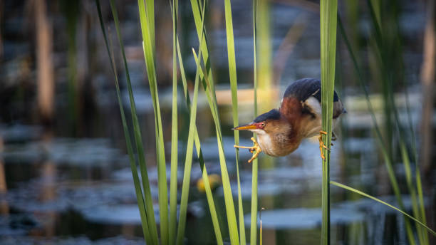 istock Least bittern, (Ixobrychus exilis), Avetorillo Americano, Petit Blongios. 2148969126