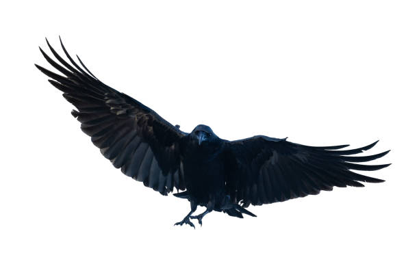 istock Birds flying raven isolated on white background Corvus corax. Halloween 2148969156