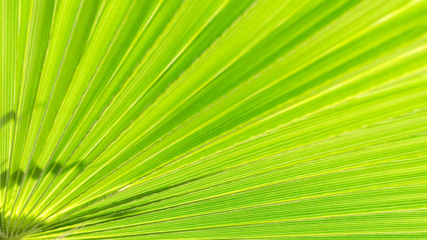 istock Close up of Palm leaf. Green palm tree leaf close up background. 2148971004
