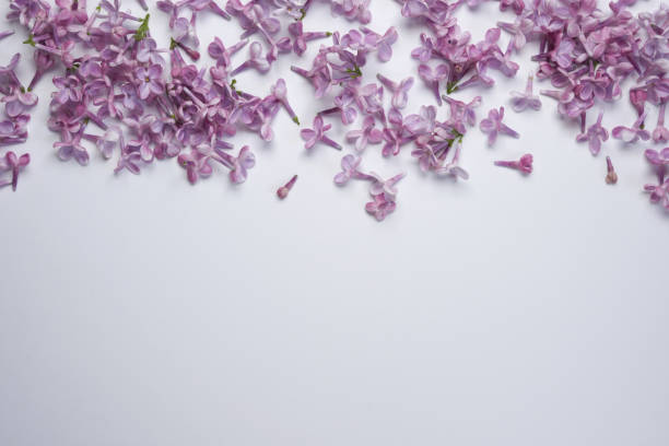 istock Lilac flowers on a white background. Flat lay arrangement. Top view. Copy space. 2148971070