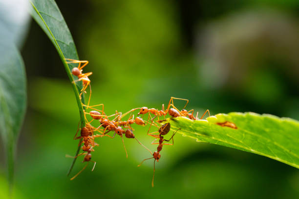 istock Ant action standing. Ant bridge unity team, Concept team work together 2148971625