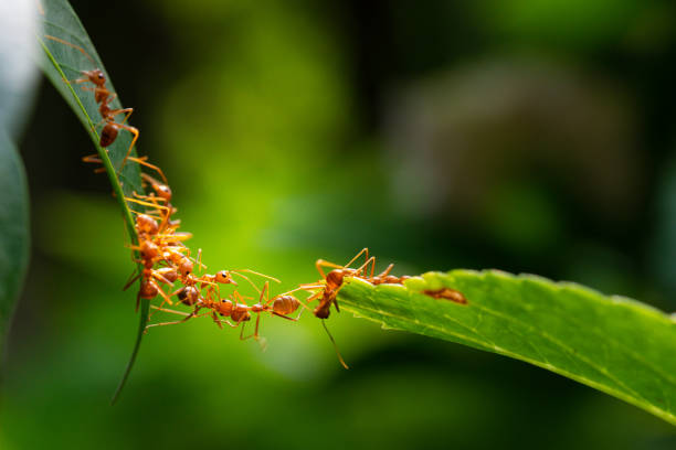 istock Ant action standing. Ant bridge unity team, Concept team work together 2148971662