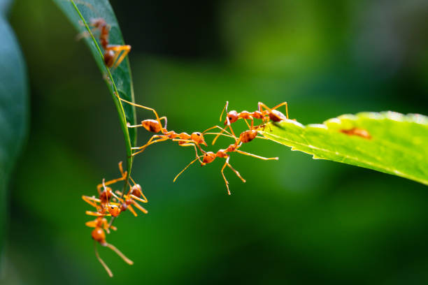 istock Ant action standing. Ant bridge unity team, Concept team work together 2148971687